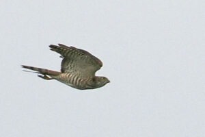 サシバ　2024.10.06