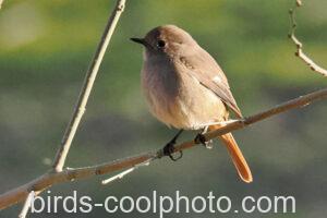 ジョウビタキ　2026.03.20