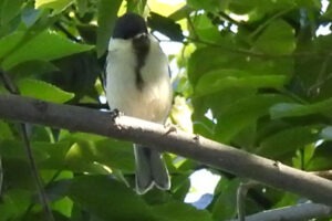 シジュウカラ　2016.05.18