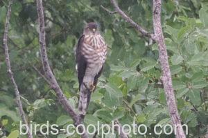 ツミ　2025.10.16