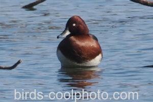 メジロガモ　2025.01.01