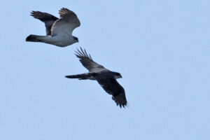 オオタカ　2024.05.17