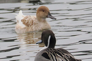オナガガモ　2024.01.31