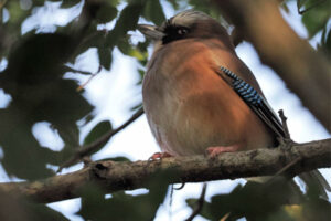 カケス　2026.03.11