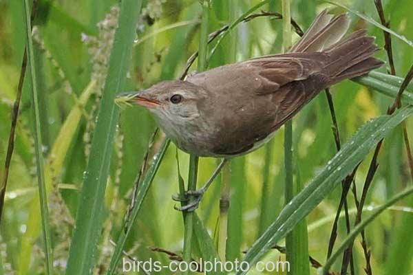オオヨシキリ　2026.06.28