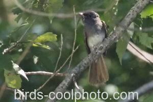 サンコウチョウ　2020.09.05