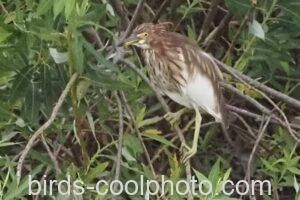 アカガシラサギ　2021.08.11