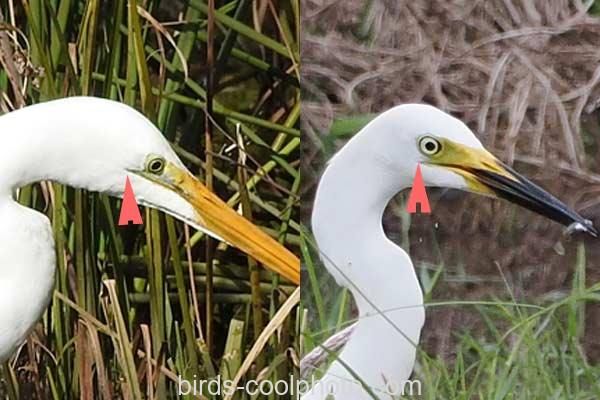 （左）ダイサギ　（右）チュウサギ